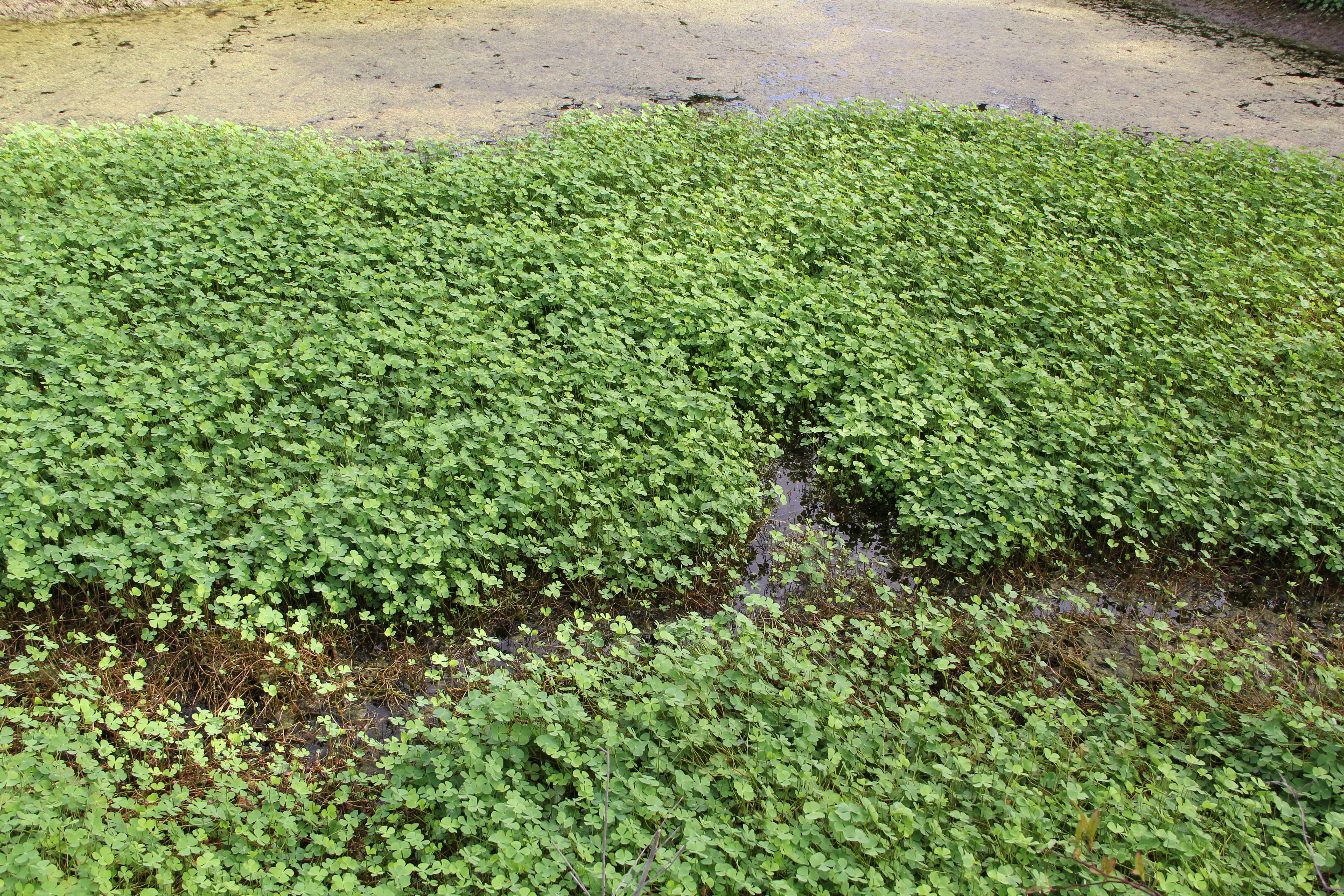 Four Leaf Clover  Pond Plants Online