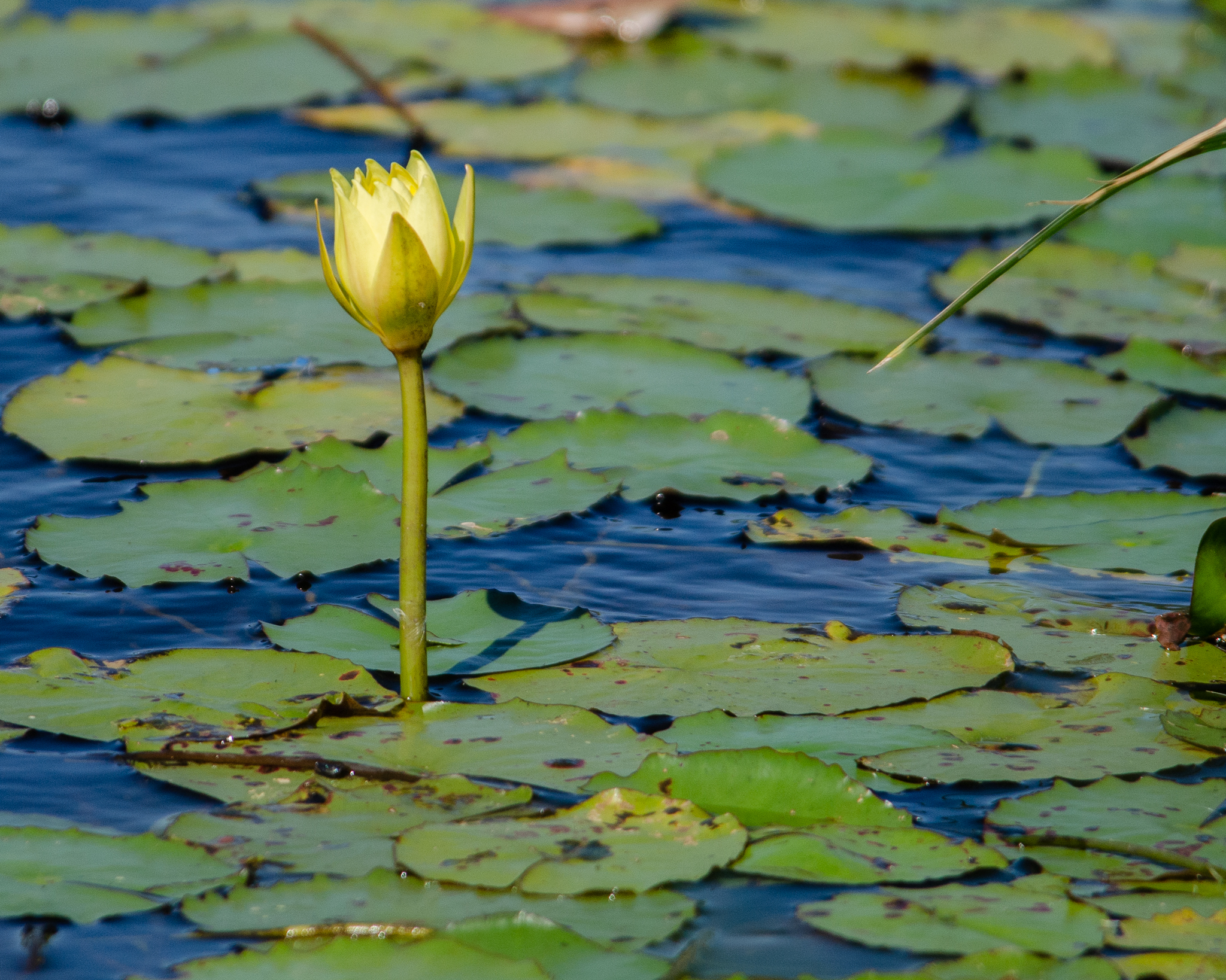 Nymphaea 'Mexicana' Yellow Water Lily 