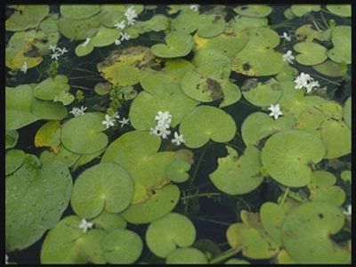 Banana Lily - AquaPlant: Management of Pond Plants & Algae