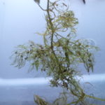 bladderwort roots