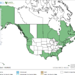 Widgeon Grass Location in North America
