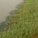 alligator weed on water bank