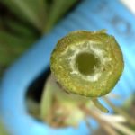 alligator weed hollow stem