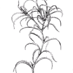 brittle naiad drawing
