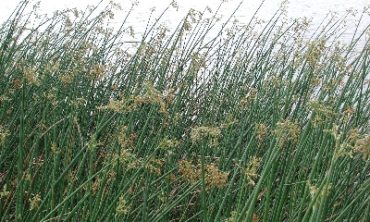 close up bulrush