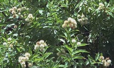 buttonbush side view