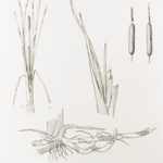 Cattail drawing