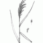 common reed drawing
