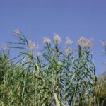 tops of common reed