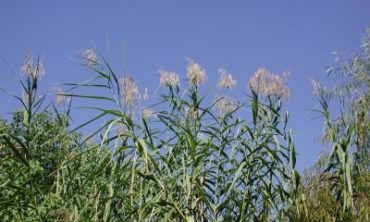 tops of common reed