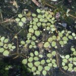 common salvinia floating on water
