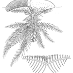 drawing of common salvinia