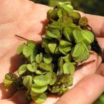 Common Salvinia close up in hand