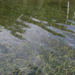 eel grass under water