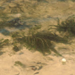 Eurasian watermilfoil in sand