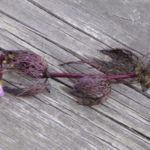 purple fanwort on pier