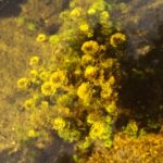fanwort under water