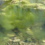 filamentous algae on rocks under water