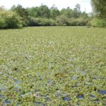 giant salvinia covering pond