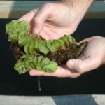 common salvinia being held
