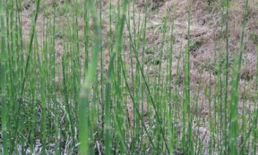 horsetail along bank