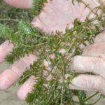 Clump of hydrilla being held