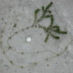 Hydrilla laying on concrete