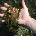 Hydrilla being held over water