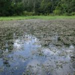 Hydrilla covering water