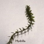 Single Hydrilla