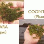 Photo collage: 2 photos. One of the Chara Algae, the other of the Coontail Plant