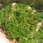 Clump of muskgrass in a hand
