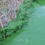 planktonic algae covering water near bank