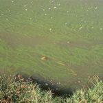 planktonic algae covering water