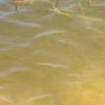 golden algae filling water