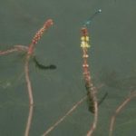 emersed variable-leaf watermilfoil