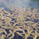 floating variable-leaf watermilfoil