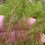 variable-leaf watermilfoil being held