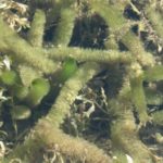 variable-leaf watermilfoil under water