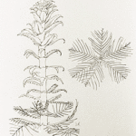 variable-leaf watermilfoil drawing