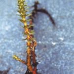 Close up variable-leaf watermilfoil