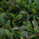 Close up water hyacinth leaves