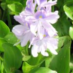 close up water hyacinth
