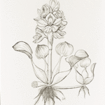 water hyacinth drawing