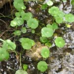 many water pennywort
