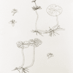 water pennywort drawing