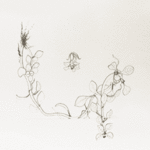primrose drawing
