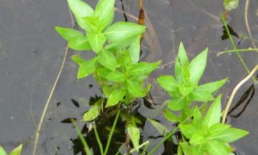 waterleaf in water