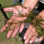 Widgeon grass being held