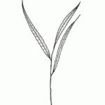 willow leaf drawing